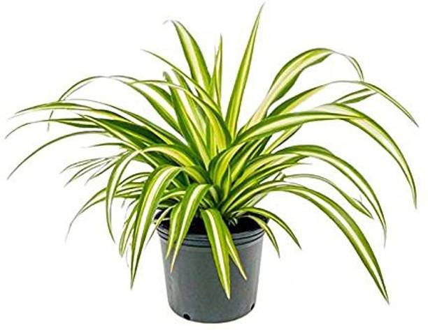 Healthy Vibe With Green Spider Plant