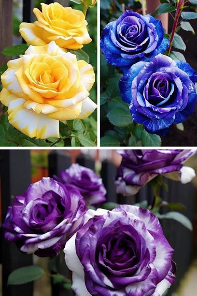 RasmoniGreen Rose Plant