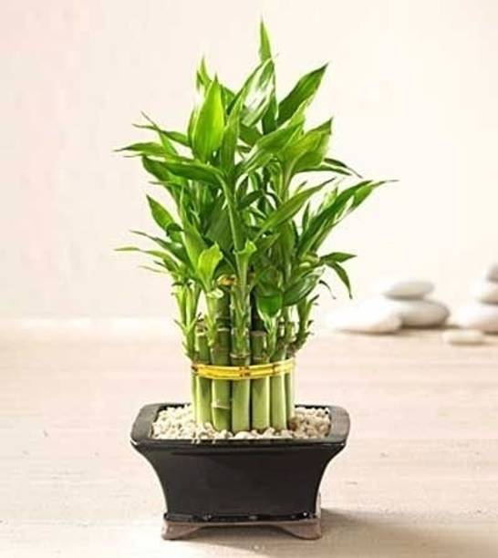 Brazil wood Plant Two Layer Bamboo Plant