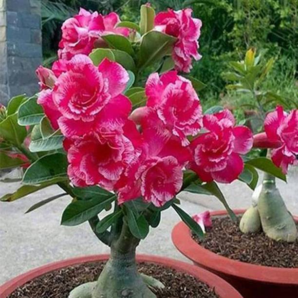 Risenshine Adenium Plant