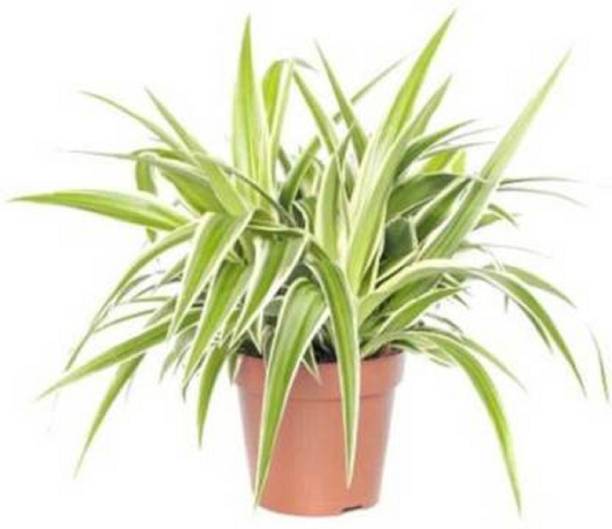 Cloud Farm Spider Plant
