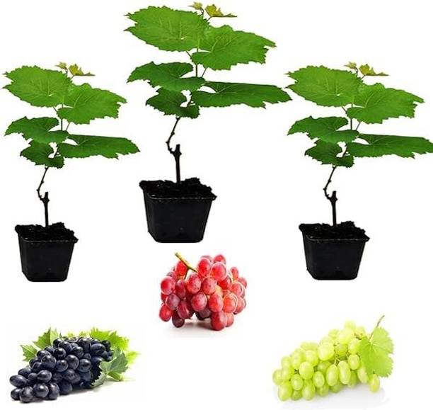 क्लाउड फार्म अंगूर का पौधा पौधा