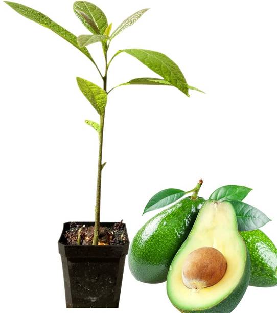 LaughEarth Avocado Plant