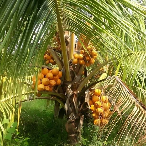 Leafyjoy Coconut Plant