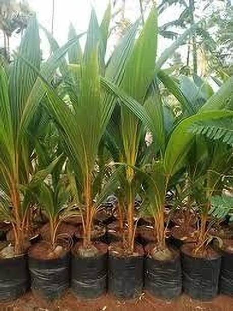 Myla Coconut Plant