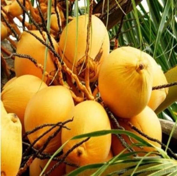 Thai Verity Coconut Plant