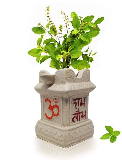 Greenery Nursery Tulsi Plant