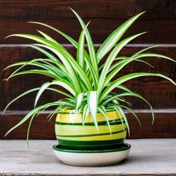 YourPlant Money Plant