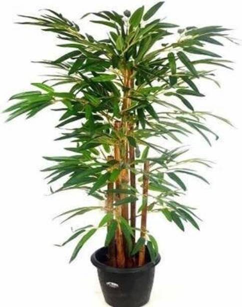 My Dream Nursery Two Layer Bamboo Plant