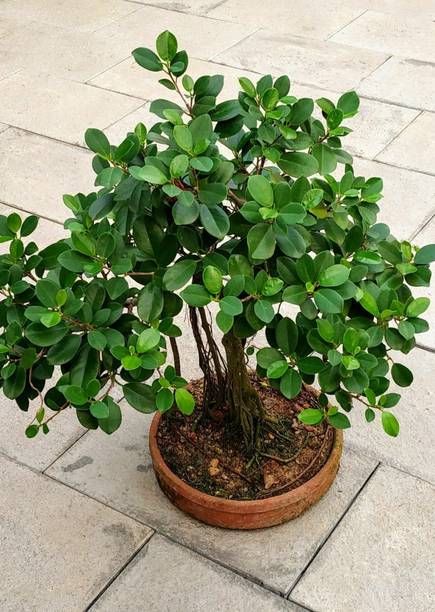 SinaliTraders Ficus Bonsai