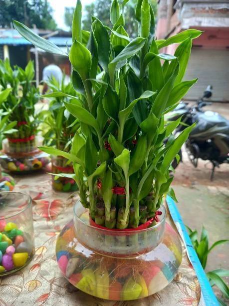 AGRAWBIC Two Layer Bamboo Plant
