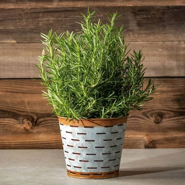PARMIGARDEN Rosemary Herb Plant