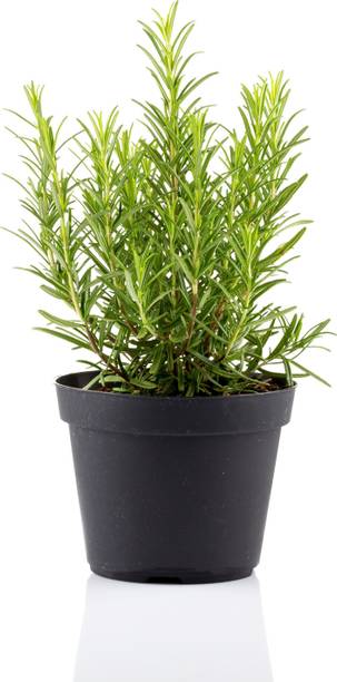 FashionTach Rosemary Plant