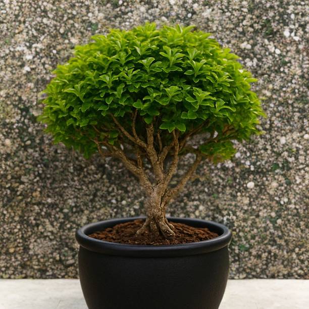 RJPJ Kamini Murraya Paniculata Plant