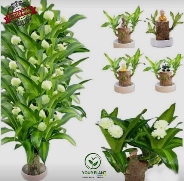 YourPlant Golden Money Plant