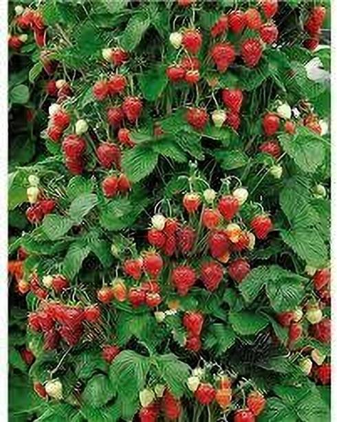 Cloud Farm Strawberry Plant