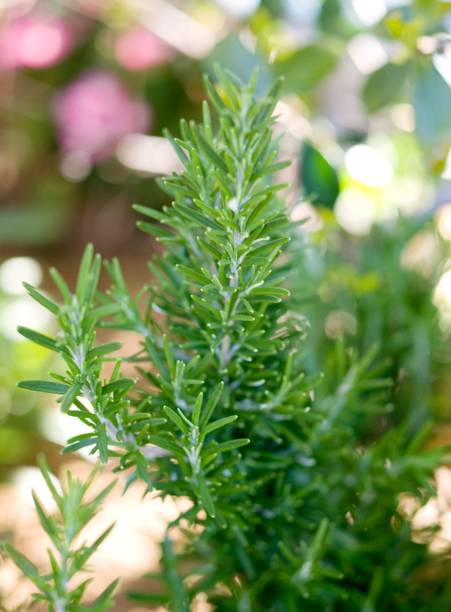 Dutta Rosemary Herb Plant, Rosemary Plant