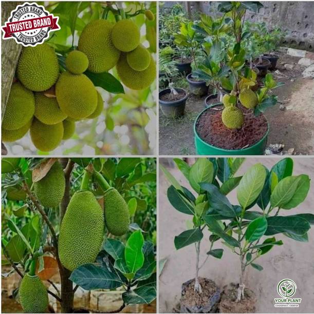 YourPlant Jackfruit Plant