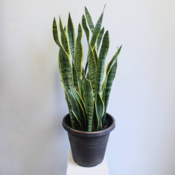 SAIQUALES Snake Plant