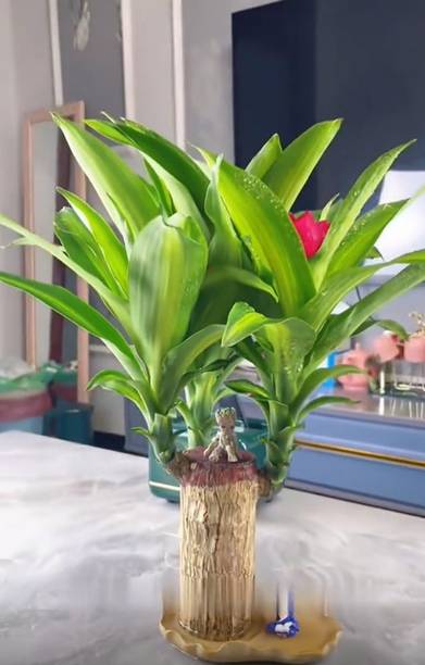 L BRAZILIAN LUCKY WOOD PLANT Basil Plant