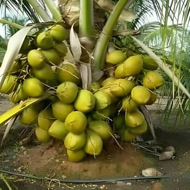 Green view Coconut Plant