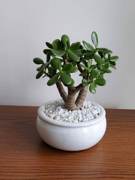 PetalPath Jade Plant