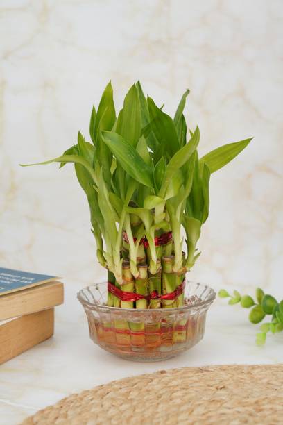 Treevayu Two Layer Bamboo Plant