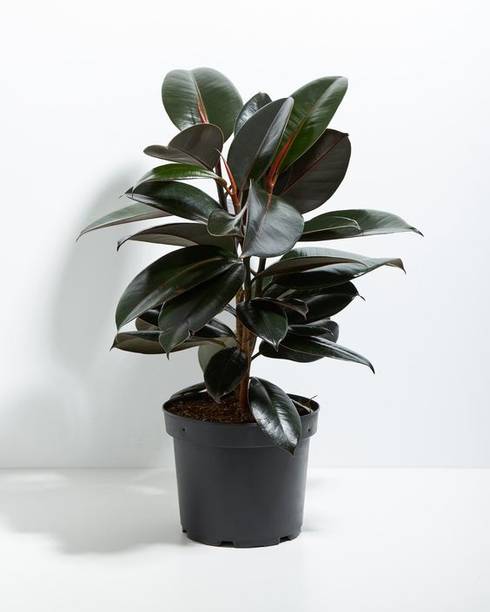 RUBBERPLANT RAJDHANINURSERY Rubber Tree