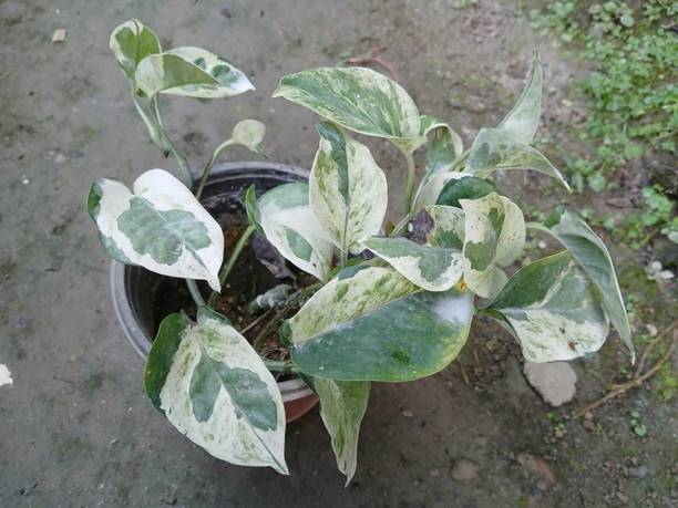 Plant Paradise Co Money Plant