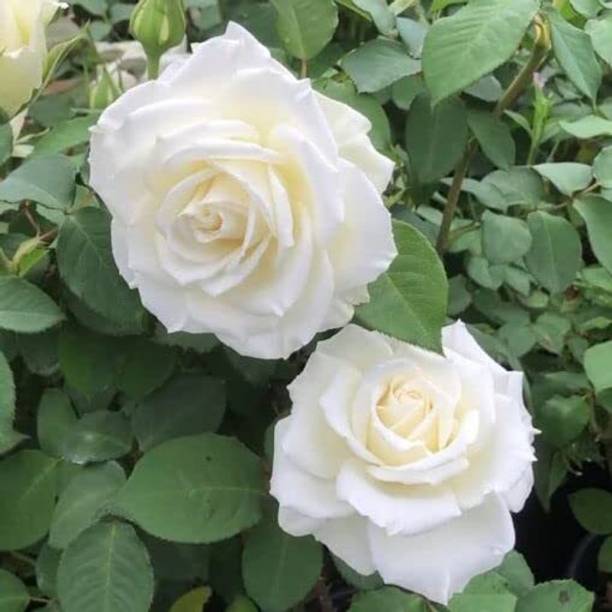 Kalkiplantation Rose Plant