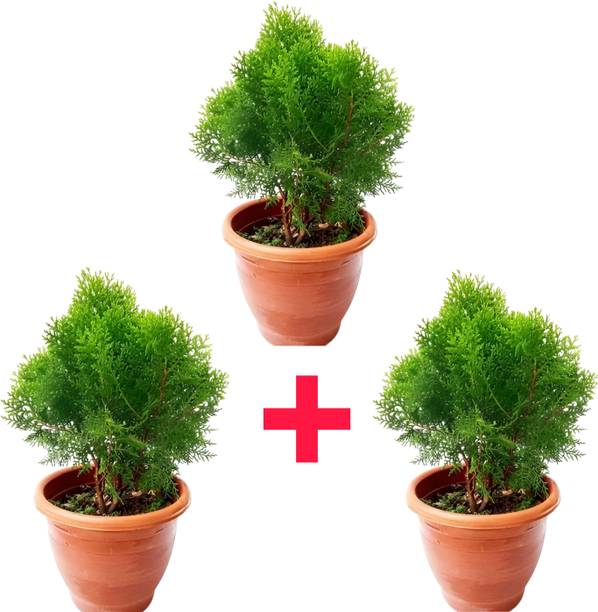 SPYPL Christmas Tree Plant