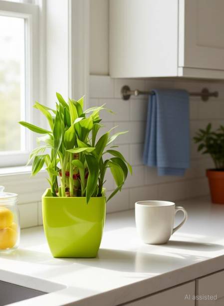 Gabbro Money Plant, Two Layer Bamboo Plant