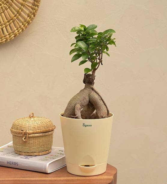 BloomShadow Ficus Bonsai