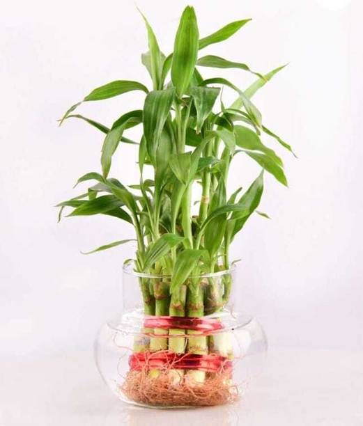 GREENII Two Layer Bamboo Plant