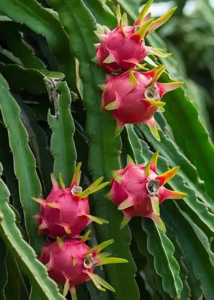 Aaharaj Dragon Tree