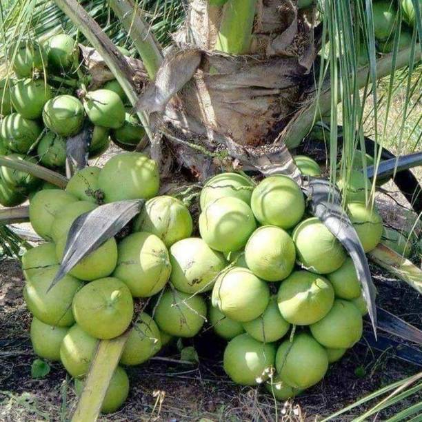Greenery Nursery Coconut Plant