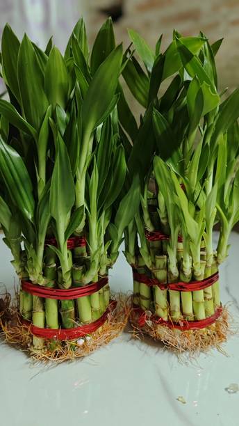 ब्लूमशाडो लकी बांस का पौधा पौधा