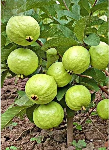 AloGardening Guava Plant