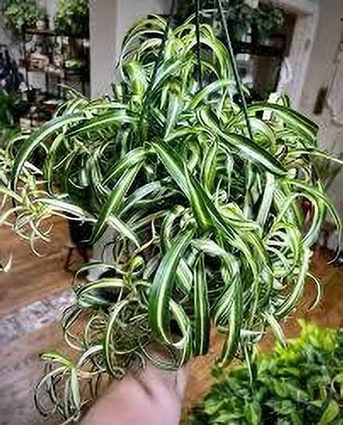 AGNES Spider Plant