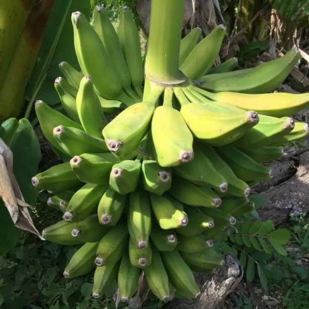 SHREYAGREEN Banana Plant