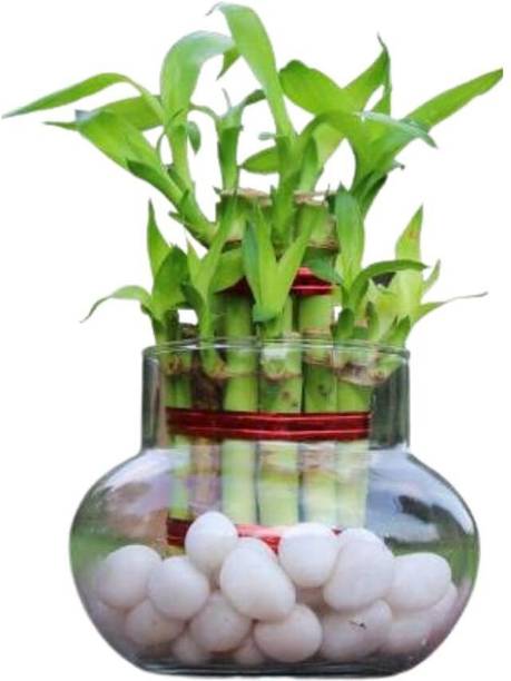 plants'N'petals Two Layer Bamboo Plant