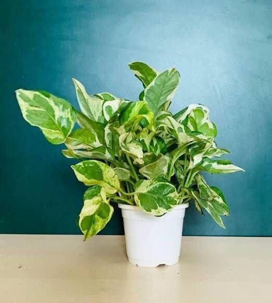 PIOVEXA White Money Plant