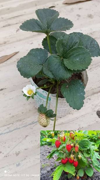 Rozaliya Strawberry Plant