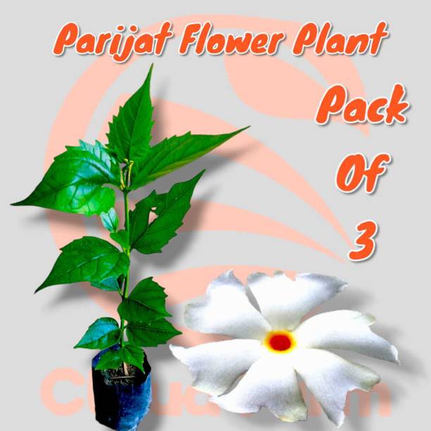 Cloud Farm Parijat/Harsingar Plant