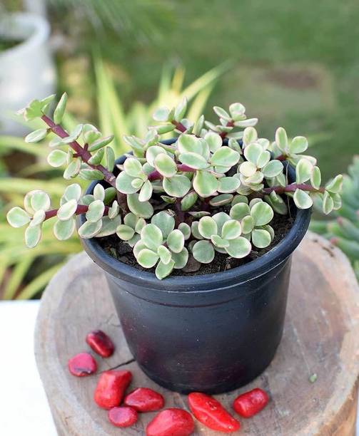 chiku Jade Plant