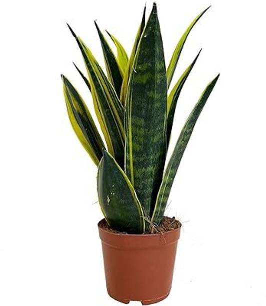 SS PLANT Snake Plant