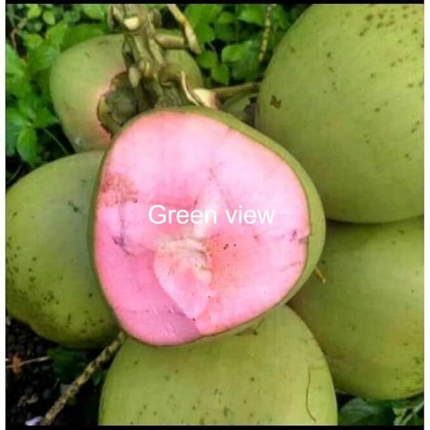 ग्रीन व्यू नारियल का पौधा पौधा