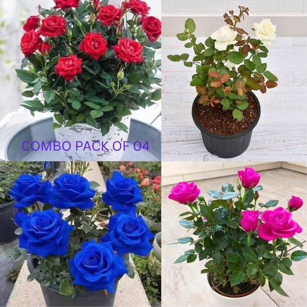 फ्लोरा गुलाब का पौधा पौधा