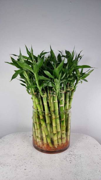 ARYAN EVERGREEN Two Layer Bamboo Plant