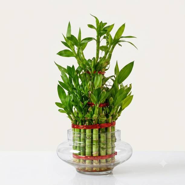 Rminit Three Layer Bamboo Plant